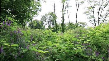 Yi Xin Tong,NYC Fishing Trip Water Is in Front of the Bushes, 2016